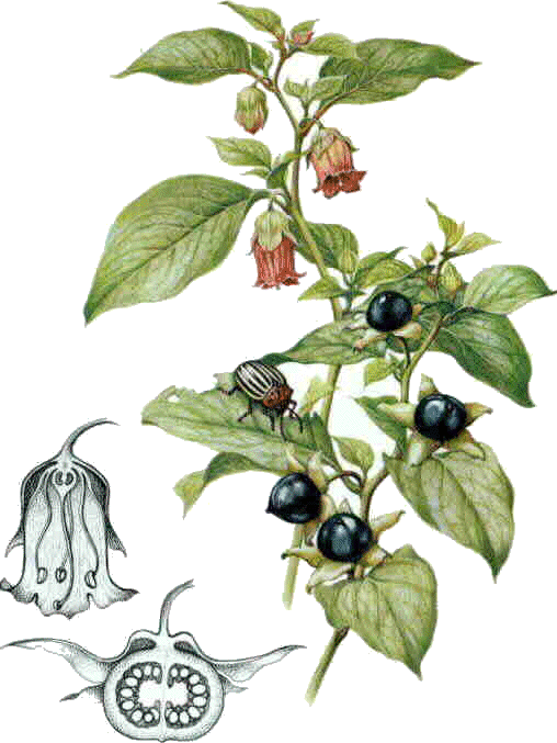 Atropa Belladonna Ботанический атлас