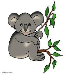 LE KOALA