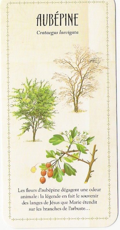 LA SANTE PAR LES PLANTES
